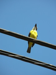 Megarynchus pitangua