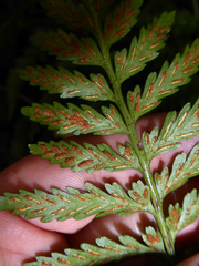 Asplenium lamprophyllum