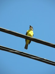 Megarynchus pitangua