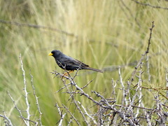 Rhopospina carbonaria