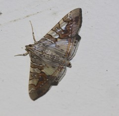 Glyphodes cosmarcha