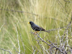 Rhopospina carbonaria