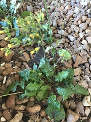 Youngia japonica