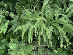 Sticherus umbraculifer