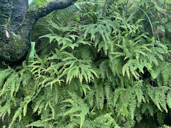 Sticherus umbraculifer