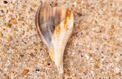 Fulguropsis spirata