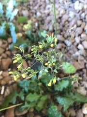 Youngia japonica