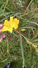 Ludwigia longifolia