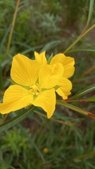 Ludwigia longifolia