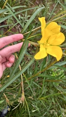 Ludwigia longifolia