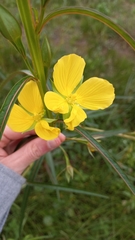 Ludwigia longifolia