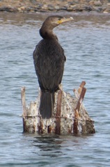 Nannopterum brasilianum