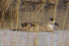 Lophonetta specularioides