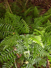 Asplenium lamprophyllum