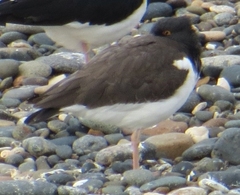 Haematopus palliatus