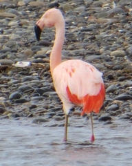 Phoenicopterus chilensis