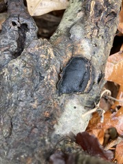 Biscogniauxia mediterranea