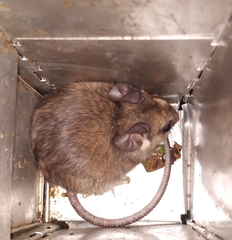 Ototylomys phyllotis