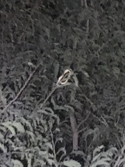 Philothamnus punctatus