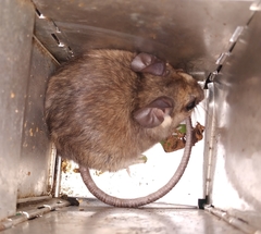 Ototylomys phyllotis