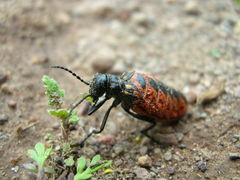 Pseudomeloe espostoi