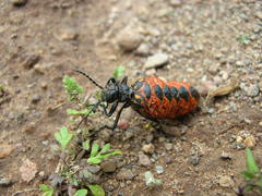 Pseudomeloe espostoi