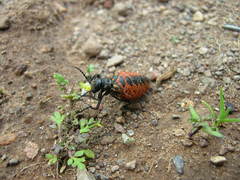 Pseudomeloe espostoi