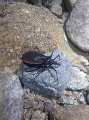 Dipetalogaster maximus