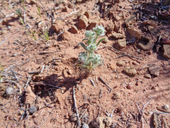 Cryptantha barbigera barbigera