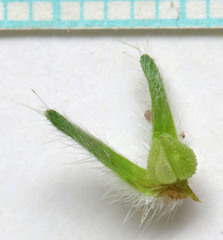Cryptantha barbigera barbigera