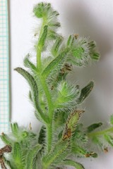 Cryptantha barbigera barbigera
