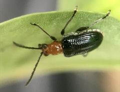 Neolema dorsalis
