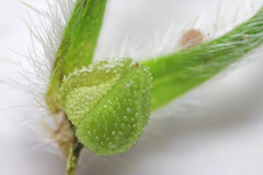 Cryptantha barbigera barbigera