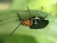Neolema dorsalis