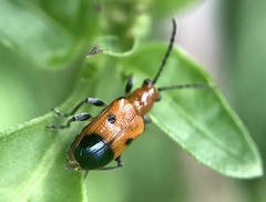 Neolema dorsalis
