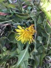 Taraxacum