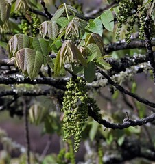 Juglans australis