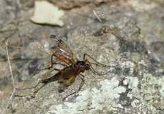 Dictenidia bimaculata