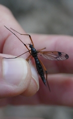Dictenidia bimaculata