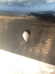 Drymaeus serperastrum