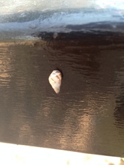 Drymaeus serperastrum