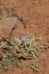 Centaurea pungens