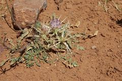Centaurea pungens
