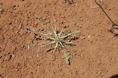 Centaurea pungens