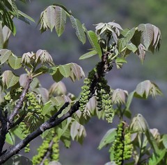 Juglans australis