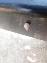 Drymaeus serperastrum