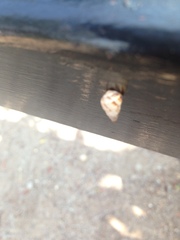 Drymaeus serperastrum