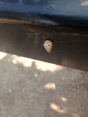 Drymaeus serperastrum