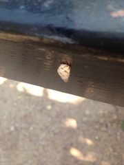 Drymaeus serperastrum