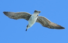 Larus dominicanus